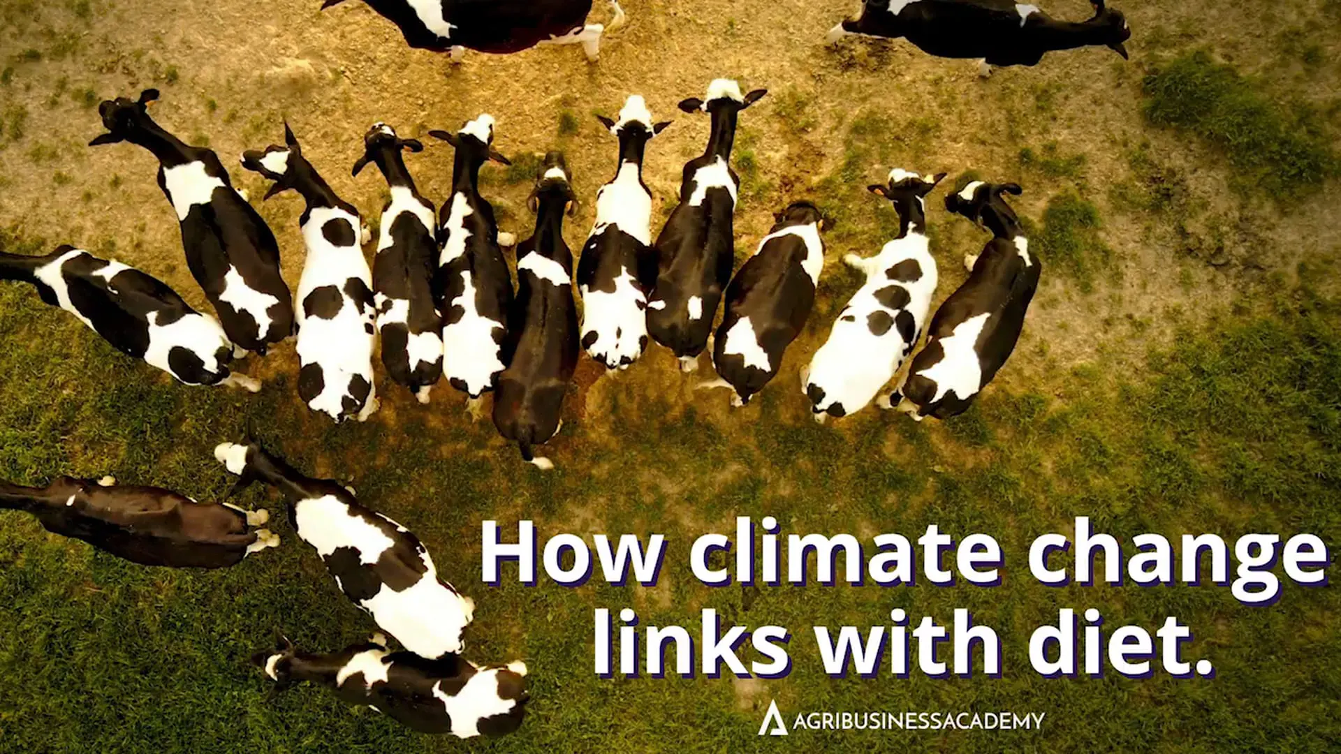 Is your diet affecting the environment?