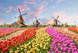 How to Get a Student Visa for the Netherlands
