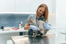 How to Become a Veterinarian